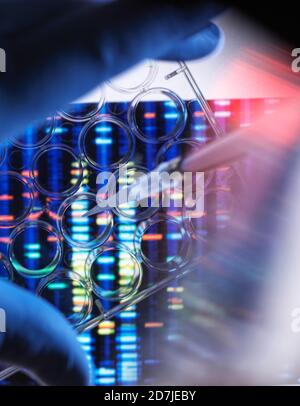 Campione di pipettaggio scientifico in piastra multipozzello per analisi del DNA con risultati genetici in background Foto Stock