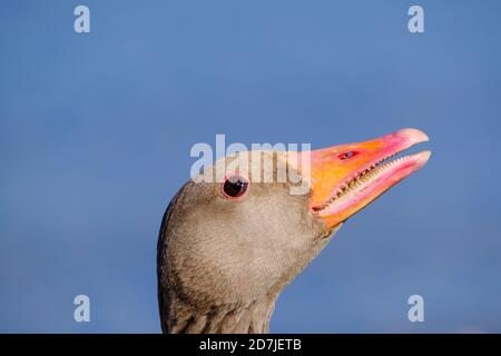 Headshot di greylag Goose (Anser anser) Foto Stock