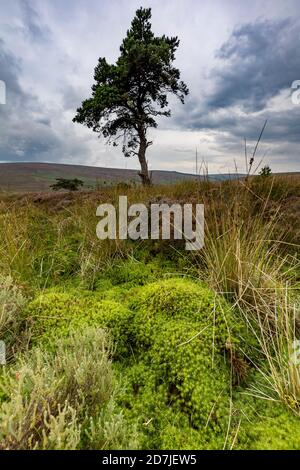 Lone Pine Tree sul Commondale Moor, North York Moors National Park, Yorkshire, Inghilterra Foto Stock