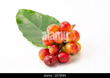 Mazzetto di frutta al caffè con foglia isolata su sfondo bianco con percorso di ritaglio. La frutta del caffè contiene una grande quantità di caffeina. Foto Stock