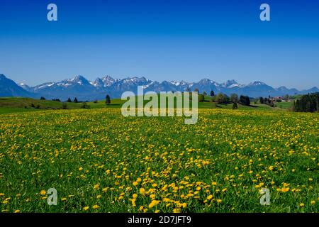 I dandelioni fioriscono in un prato primaverile con le Alpi Allgau in lontananza sfondo Foto Stock