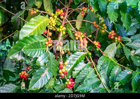 Mazzo di frutta colorata del caffè arabica su rami di albero del caffè. La frutta del caffè contiene una grande quantità di caffeina. Grazie al colore del caffè maturo Foto Stock