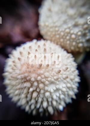 funghi spiky nel legno, autunno, macrofotografia Foto Stock