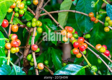 Grappoli di frutta di caffè colorata su un albero. A causa del colore del caffè maturo la frutta è rossa o viola, la frutta è offen indicato come ciliegia di caffè. Foto Stock