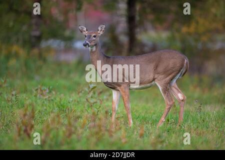 Una femmina del cervo dalla coda bianca che si trova in un campo autunnale nel Wisconsin settentrionale. Foto Stock