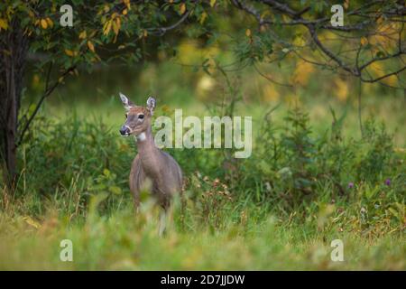 Una femmina del cervo dalla coda bianca che si trova in un campo autunnale nel Wisconsin settentrionale. Foto Stock