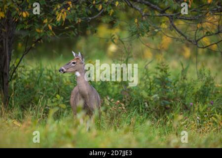 Una femmina del cervo dalla coda bianca che si trova in un campo autunnale nel Wisconsin settentrionale. Foto Stock