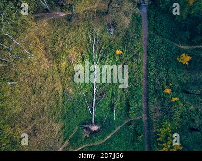 Drone vista di albero caduto in una foresta verde Foto Stock