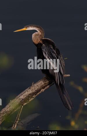 Un darter orientale anche chiamato darter indiano che si trova in un ramo di albero a Bharatpur uccello santuario noto anche come keoloadev parco nazionale in Rajasthan Foto Stock