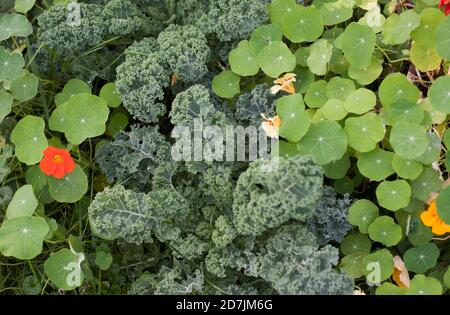 Kale che cresce in orto Foto Stock