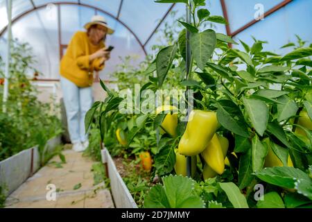 Donna che fotografa pianta vegetale mentre si è in piedi a serra Foto Stock