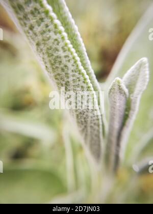 Foglie di salvia in primo piano, macrofotografia Foto Stock