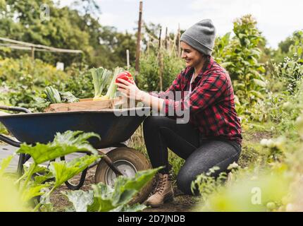 Giovane donna che raccoglie verdure in carriola mentre lavora in comunità giardino Foto Stock