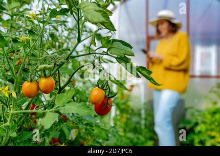 Donna che usa il telefono cellulare mentre si è in piedi a Greenhouse Foto Stock