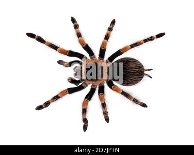 Vista dall'alto della tarantula messicana di Redknee aka Brachypelma hamorii. Isolato su sfondo bianco. Foto Stock