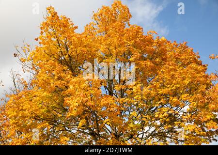 Truro, Cornovaglia, 23 ottobre 2020, un albero pieno di foglie d'oro in pieno sole a Truro, Cornovaglia, anche se era stranamente tranquillo per un Venerdì pomeriggio. La previsione è per 13C con intervalli di sole e una brezza dolce per il resto della giornata prima di forti venti e forti docce a pioggia che sono previste per domani. Credit: Keith Larby/Alamy Live News Foto Stock