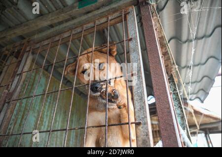 Haemi, Corea del Sud. 22 ottobre 2020. Un cane pende in una gabbia in una fattoria di carne di cane a Haemi, Corea del Sud Giovedi, 22 ottobre 2020. Foto di Thomas Maresca/UPI Credit: UPI/Alamy Live News Foto Stock