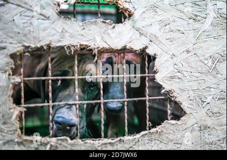 Haemi, Corea del Sud. 22 ottobre 2020. I cani guardano attraverso un buco in legno compensato che copre una gabbia in una fattoria di carne di cane a Haemi, Corea del Sud Giovedi, 22 ottobre 2020. Foto di Thomas Maresca/UPI Credit: UPI/Alamy Live News Foto Stock