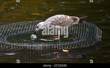 Brighton UK 23 ottobre 2020 - UN giovane Herring Gull con una palla di plastica gettata in acqua sul Queens Park stagno a Brighton oggi . Il tempo è previsto per essere più unstabiled durante il prossimo fine settimana: Credit Simon Dack / Alamy Live News Foto Stock
