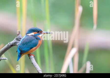 Re pescatore eurasiatico (Alcedo atthis) seduto sul suo persico in autunno. Foto Stock