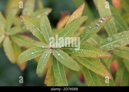 Euphorbia Fieglow foglie, Euphorbia griffithi, imbevuti di gocce di pioggia in autunno, vista ravvicinata su uno sfondo verde naturale diffuso Foto Stock