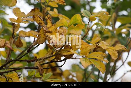 Foglie d'autunno; foglie di noce giallo, Juglans regia, che si appassiscono sui loro rami in autunno Foto Stock