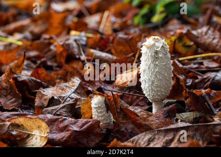 Primo piano di Coprinus comatus, Shaggy Inkcap o il fungo Wig di Lawyer che cresce sul pavimento della foresta in autunno a Westonbirt Arboretum, Gloucestershire, UK Foto Stock