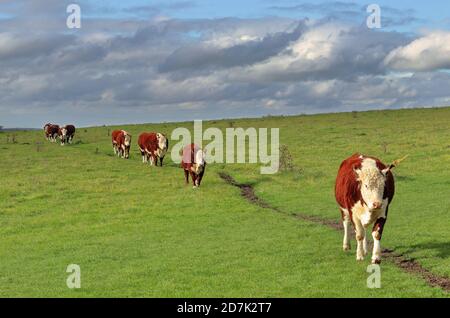 Hereford bestiame che cammina in fila su una collina erbosa Foto Stock