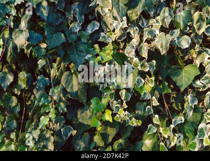 Sfondo di foglie di edera naturale. Concetto di risorse grafiche. Foto Stock