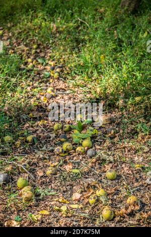 Diverse noci in una conchiglia verde esterna caduto a marcio il terreno nei boschi in una giornata di sole in autunno Foto Stock