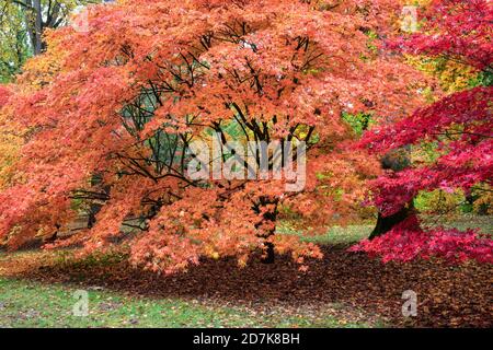 Il colore autunnale di Acers nell'Acer Glade a Westonbirt il National Arboretum, il Cotswolds, Gloucestershire, Inghilterra, Regno Unito Foto Stock