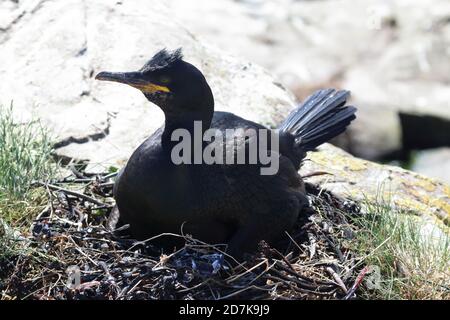 Uno Shag (cormorano Verde) sulle Isole Farne, Northumberland, Inghilterra Foto Stock