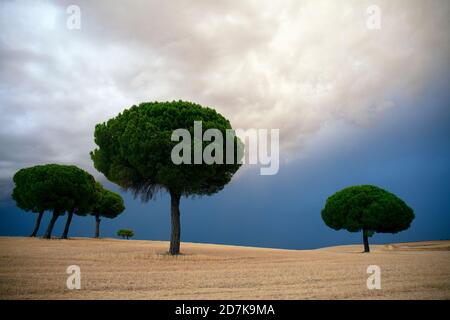 Pinos retroilluminato a sunrise nel parco naturale di villafafila. Xamora. Terra di campi. cerealista Estepa Foto Stock