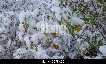 Neve in cespugli in un giardino norvegese Foto Stock