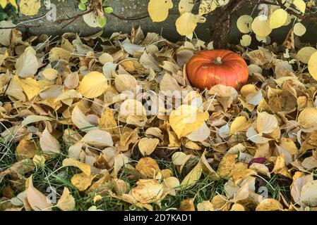 Bella zucca autunnale piccola singola arancione sdraiata dal piccolo albero in foglie caduti di giallo chiaro. Creativo autunno raccolto sfondo. Foglie che cadono Foto Stock