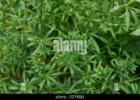 Galium aparina infiorescenza bianca Foto Stock