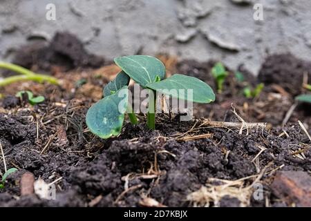 Vista in primo piano di due piante di cetrioli che germogliano dallo sporco Foto Stock