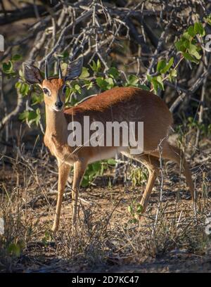 Alert maschio l'antilope steenbok guarda verso la fotocamera mentre guarda i predatori nella zona di Greater Kruger Wilderness in Sud Africa. Immagine verticale. Foto Stock