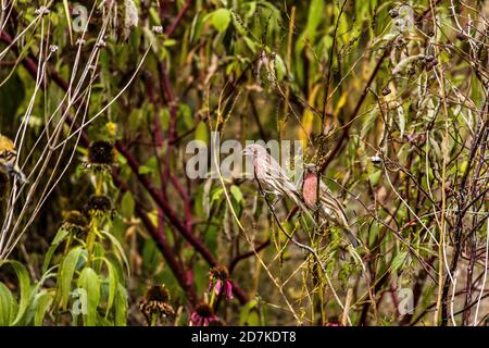 Finch viola con accoppiamento in cespugli Foto Stock