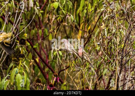 Finch viola con accoppiamento in cespugli Foto Stock