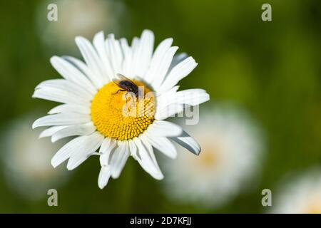 daisy bianco su cui si siede un mosca Foto Stock