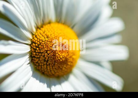 Daisy bianca close-up Foto Stock