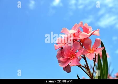 Fiori di rosa con cielo blu sullo sfondo. Oleandro di Nerio (Oleandr obecný). Foto Stock