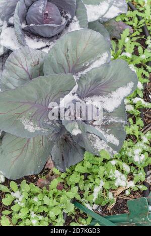 Primo piano testa di cavolo rosso in neve coperta in giardino biologico con sistema di irrigazione vicino Dallas, Texas, Stati Uniti Foto Stock