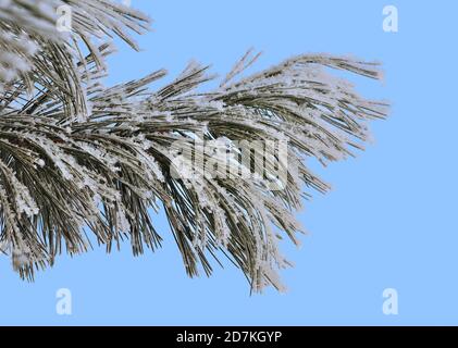 Il bianco della neve e la brina su alberi di pino con diramazione coni vicino sul cielo blu sullo sfondo. Verde di aghi di conifere con rime coperte a sunshin Foto Stock