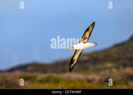 Volo di Laysan Albatross, Phoebastria immutabilis, Ka'ena Point state Park, Oahu, Hawaii, USA, Oceano Pacifico Foto Stock