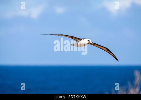 Volo di Laysan Albatross, Phoebastria immutabilis, Ka'ena Point state Park, Oahu, Hawaii, USA, Oceano Pacifico Foto Stock