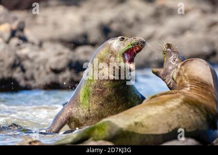 Hawaiian Monk Seals Fighting, Neomonachus schauinslandi, criticamente minacciato, endemico, Oahu, Hawaii, USA, Oceano Pacifico Foto Stock
