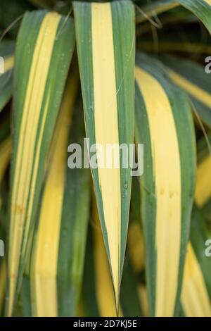 Yucca Filamentosa ‘color guard’, colorato ritratto astratto di piante naturali Foto Stock