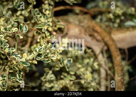 Azara microfilla "variegata", arbusto profumato di lievito variegato Foto Stock